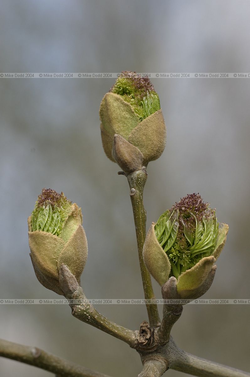 Fraxinus ornus Manna Ash