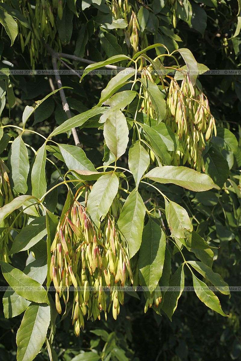 Fraxinus ornus Manna Ash