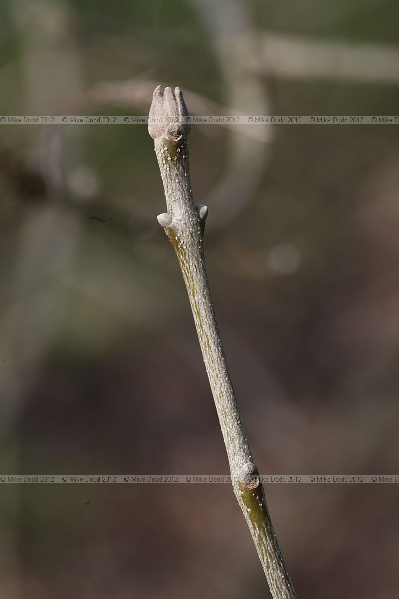 Fraxinus ornus Manna Ash