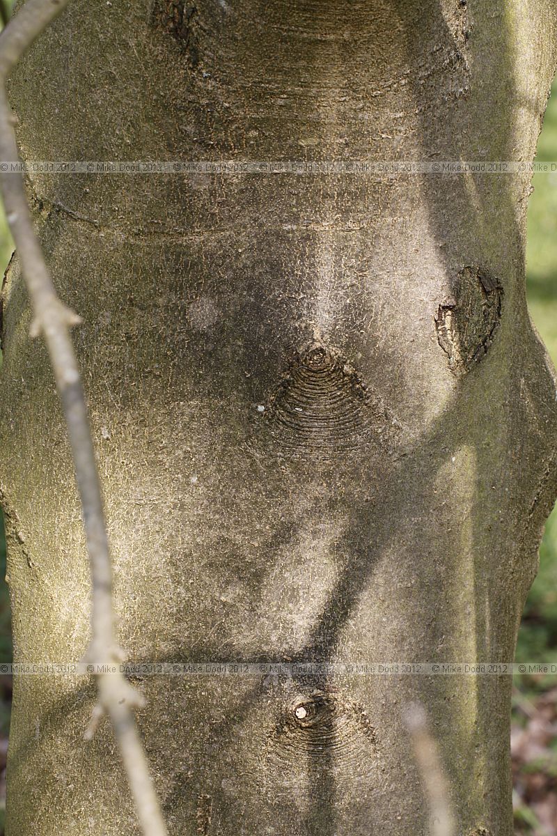 Fraxinus ornus Manna Ash