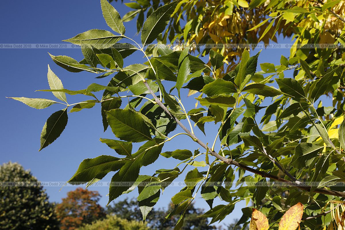 Fraxinus pennsylvanica Red ash