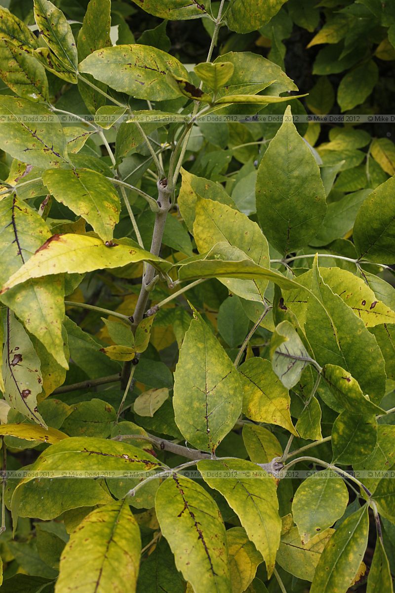 Fraxinus pennsylvanica Red Ash
