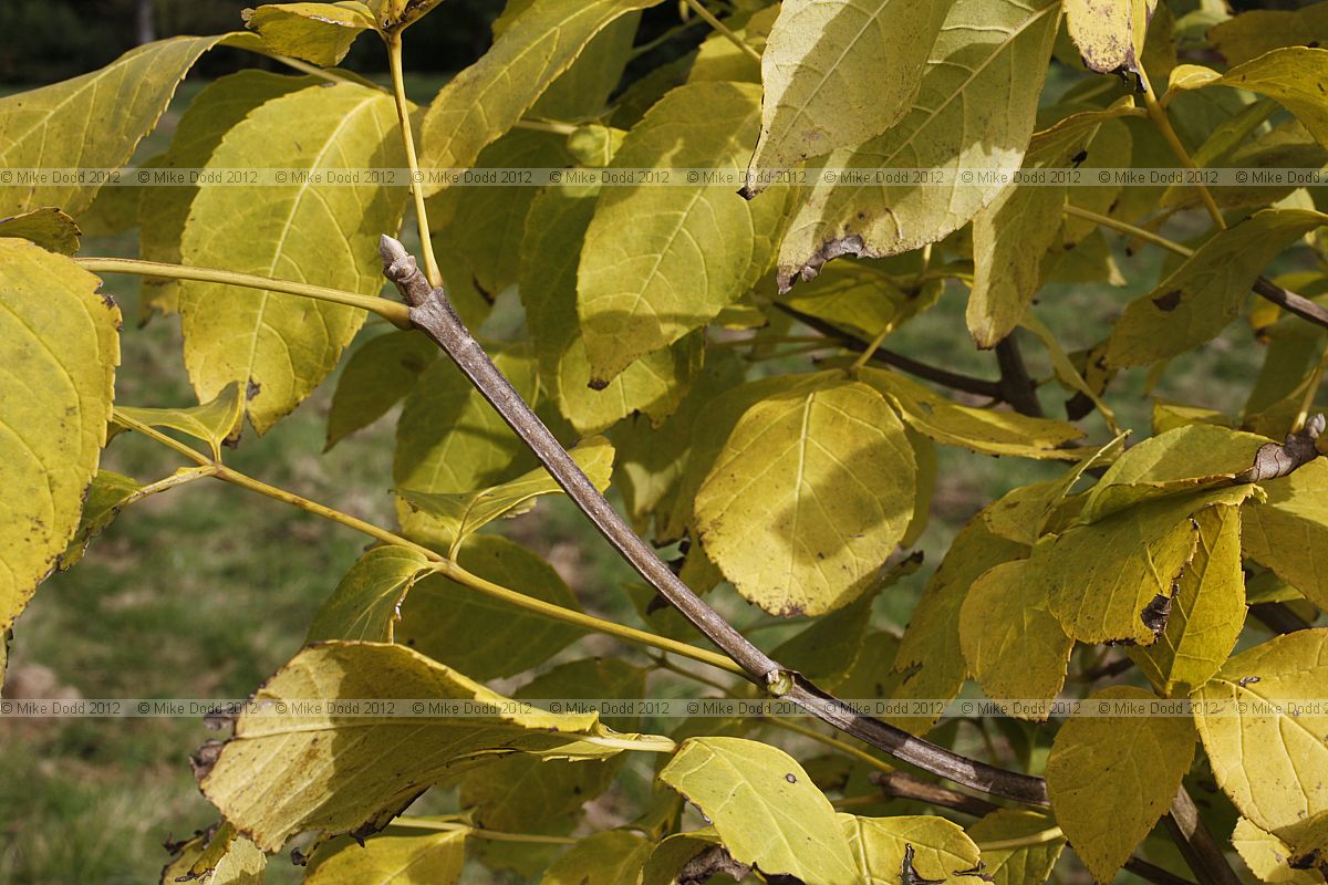Fraxinus quadrangulata Blue Ash