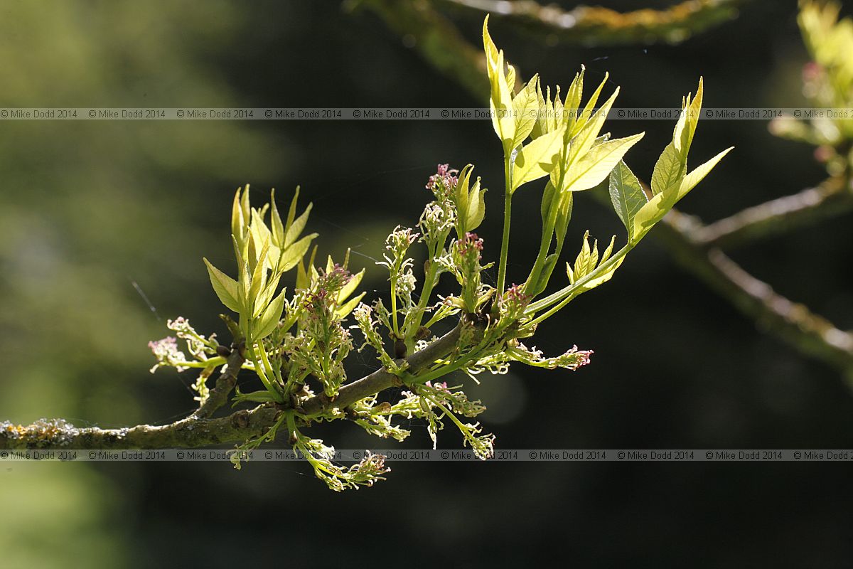 Fraxinus syriaca