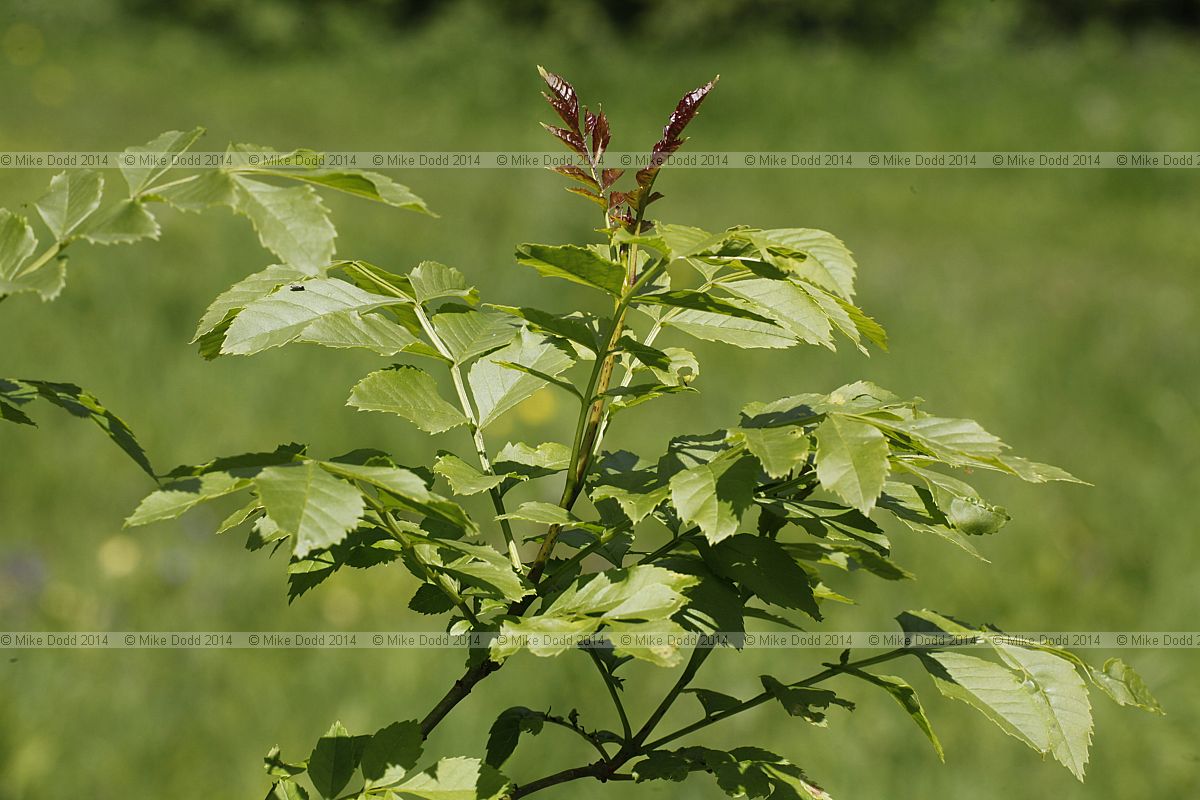 Fraxinus uhdei Shamel ash