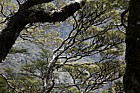 Fuscospora cliffortioides Mountain beech endemic New Zealand