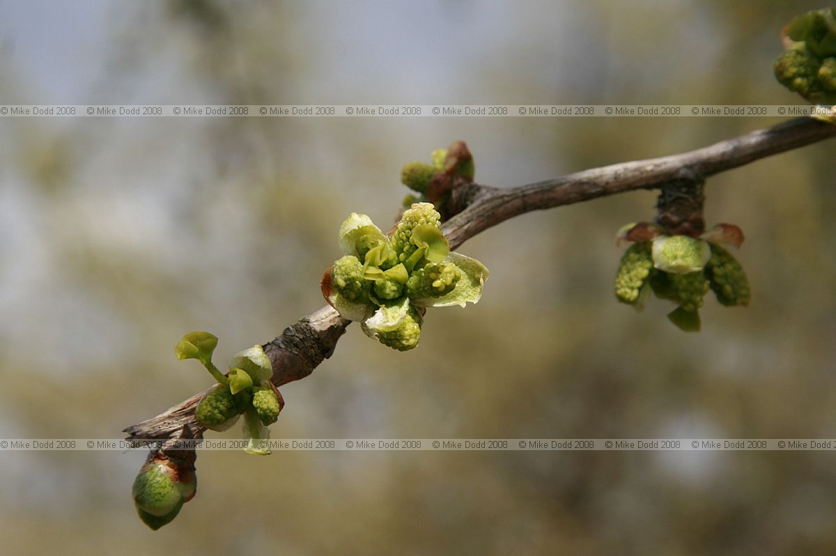 Ginkgo biloba Maidenhair tree