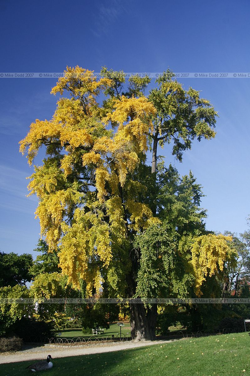 Ginkgo biloba Maidenhair Tree