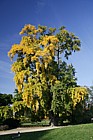 Ginkgo biloba Maidenhair Tree