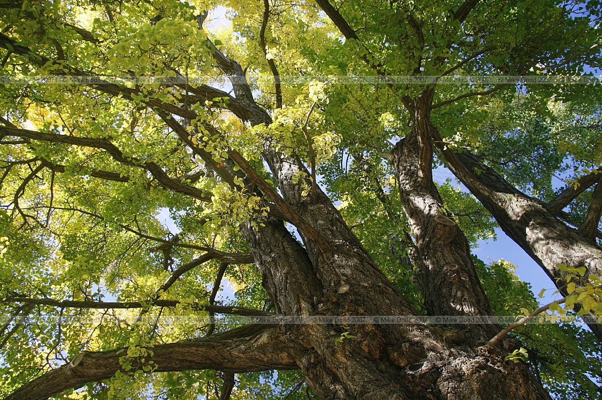 Ginkgo biloba Maidenhair Tree