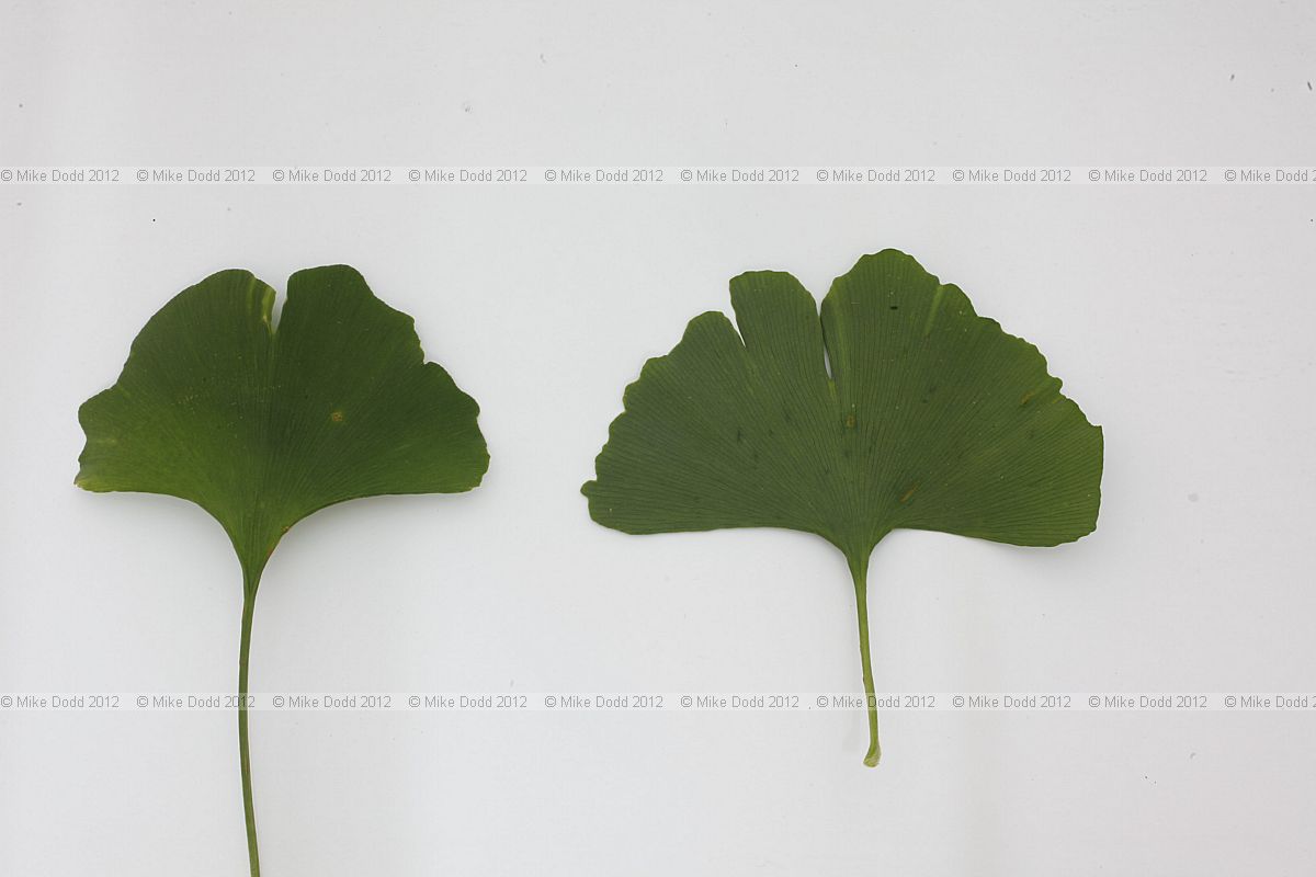 Ginkgo biloba Maidenhair Tree