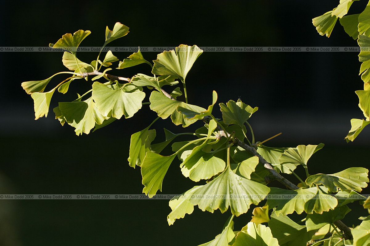 Ginkgo biloba Maidenhair tree