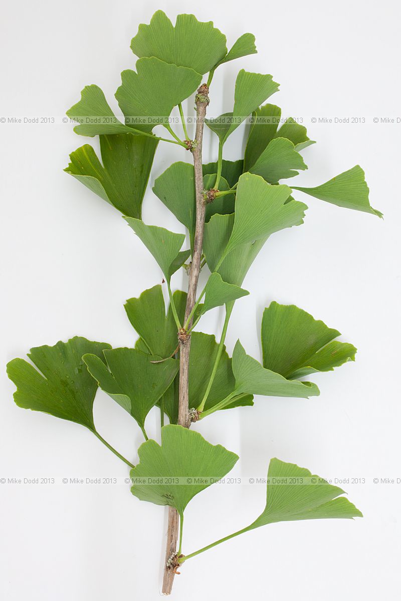 Ginkgo biloba Maidenhair tree