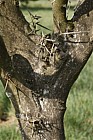 Gleditsia caspica Caspian Locust