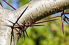 Gleditsia delavayi showing large thorns
