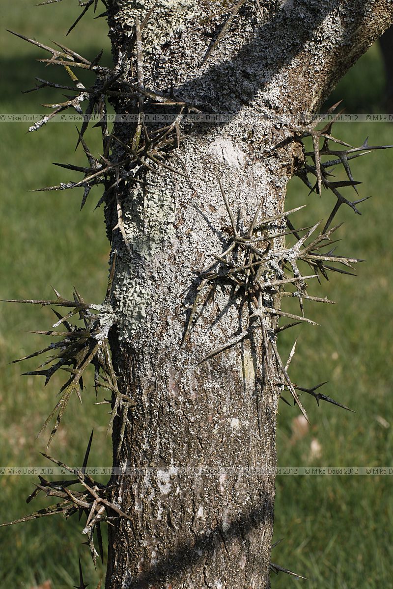 Gleditsia japonica var koraiensis