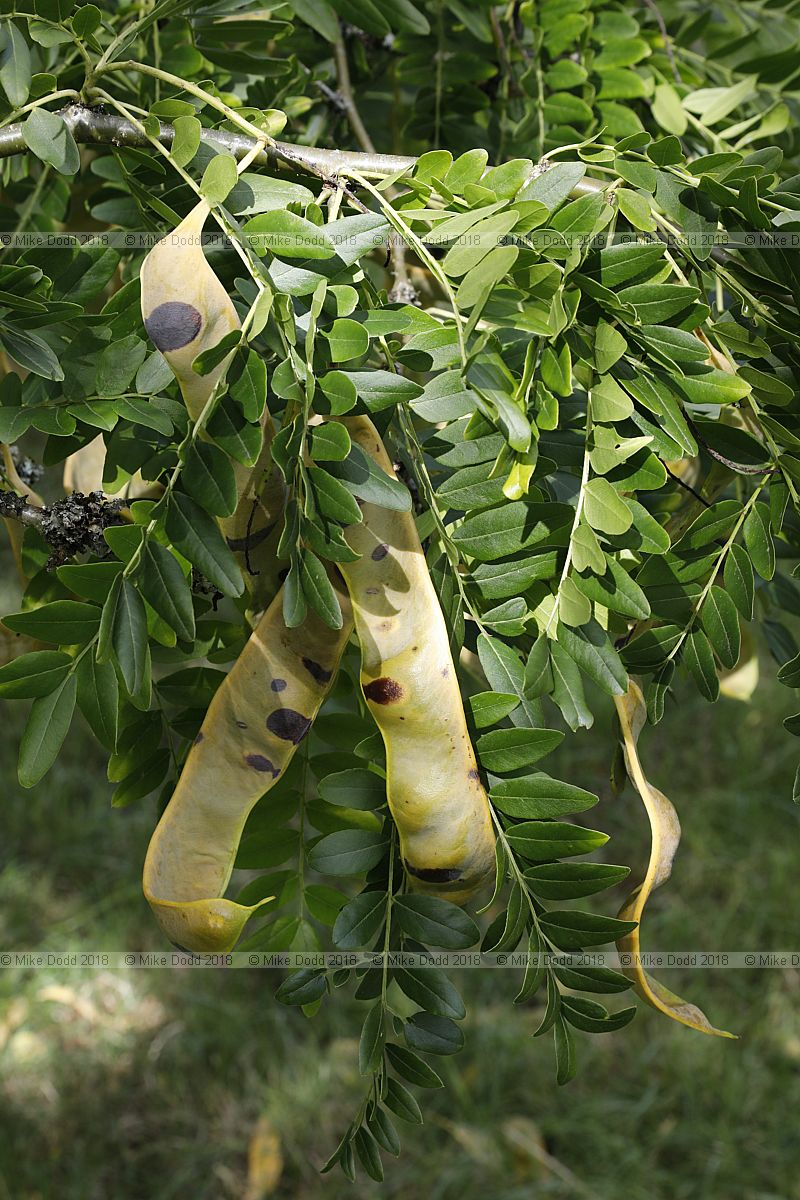 Gleditsia japonica ssp. koraiensis