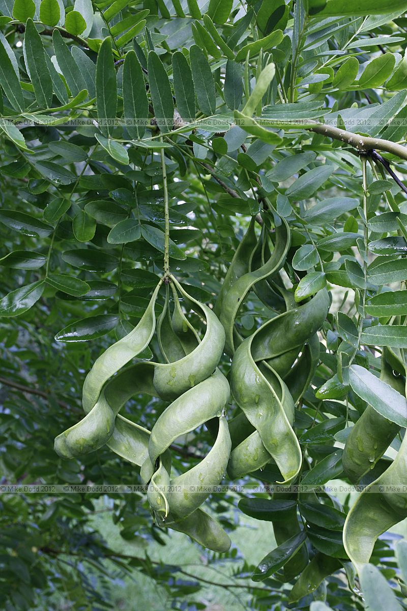 Gleditsia japonica var koraiensis