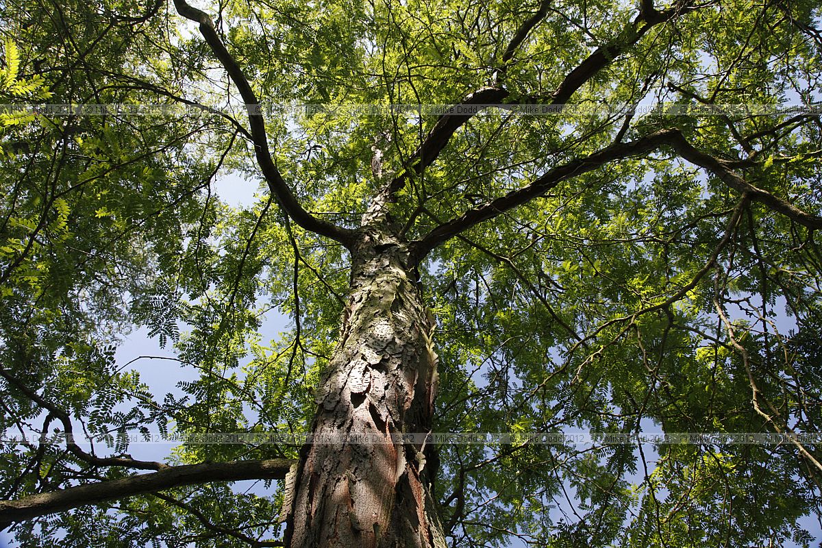 Gleditsia macracantha