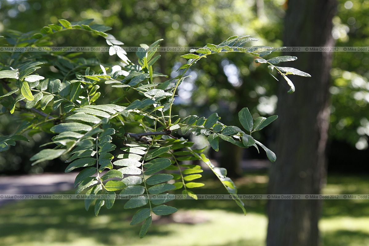 Gleditsia macracantha