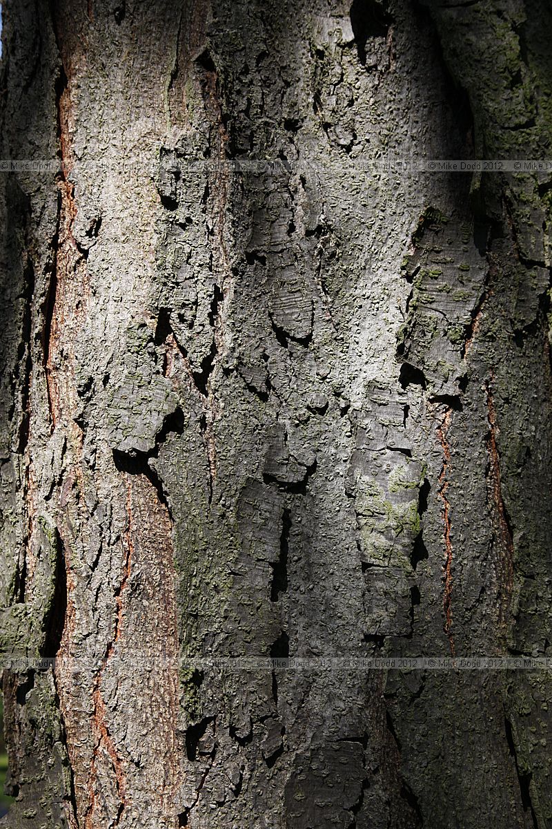 Gleditsia macracantha