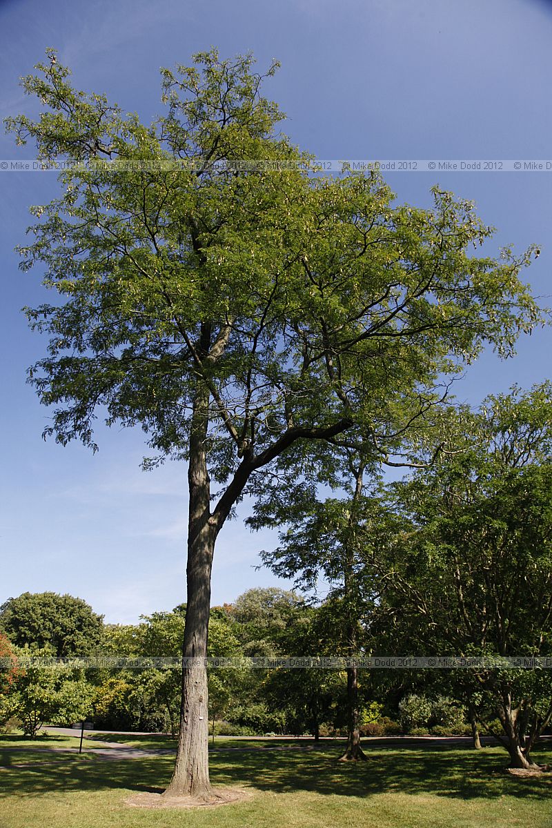 Gleditsia triacanthos Honey Locust