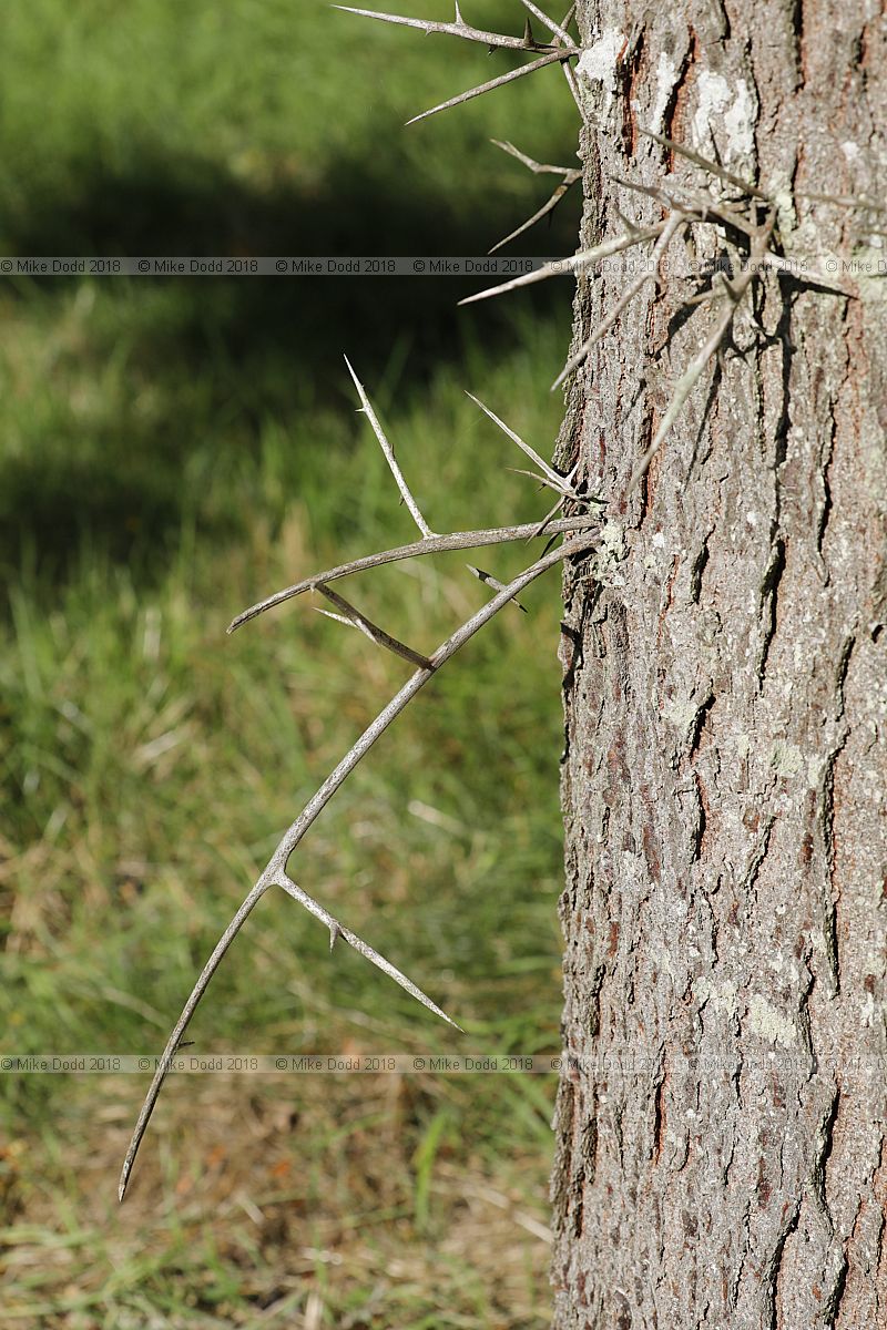 Gleditsia triacanthos Honey locust