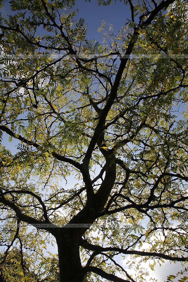 Gleditsia triacanthos 'Imperial'