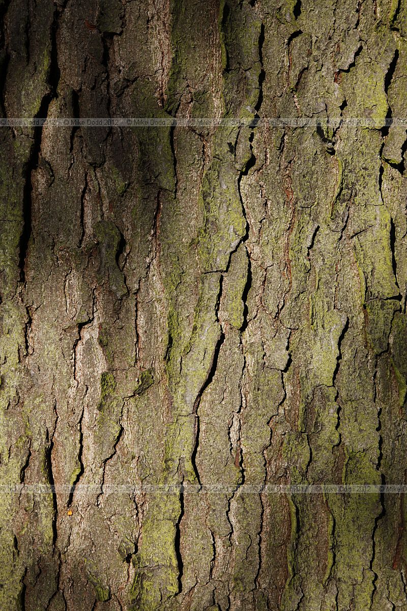 Gleditsia triacanthos 'Sunburst' Honey Locust