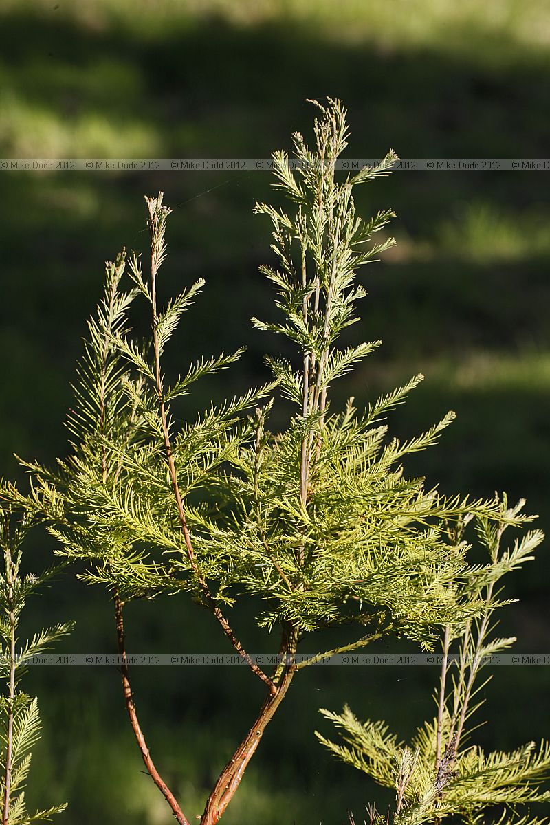 Glyptostrobus pensilis Chinese Swamp Cypress