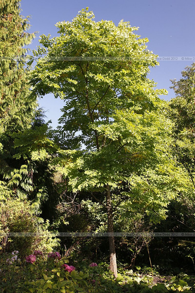 Gymnocladus dioica Kentucky coffee tree