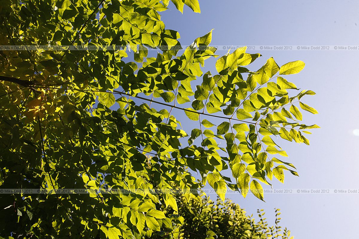 Gymnocladus dioica Kentucky coffee tree
