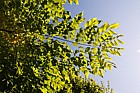 Gymnocladus dioica Kentucky coffee tree