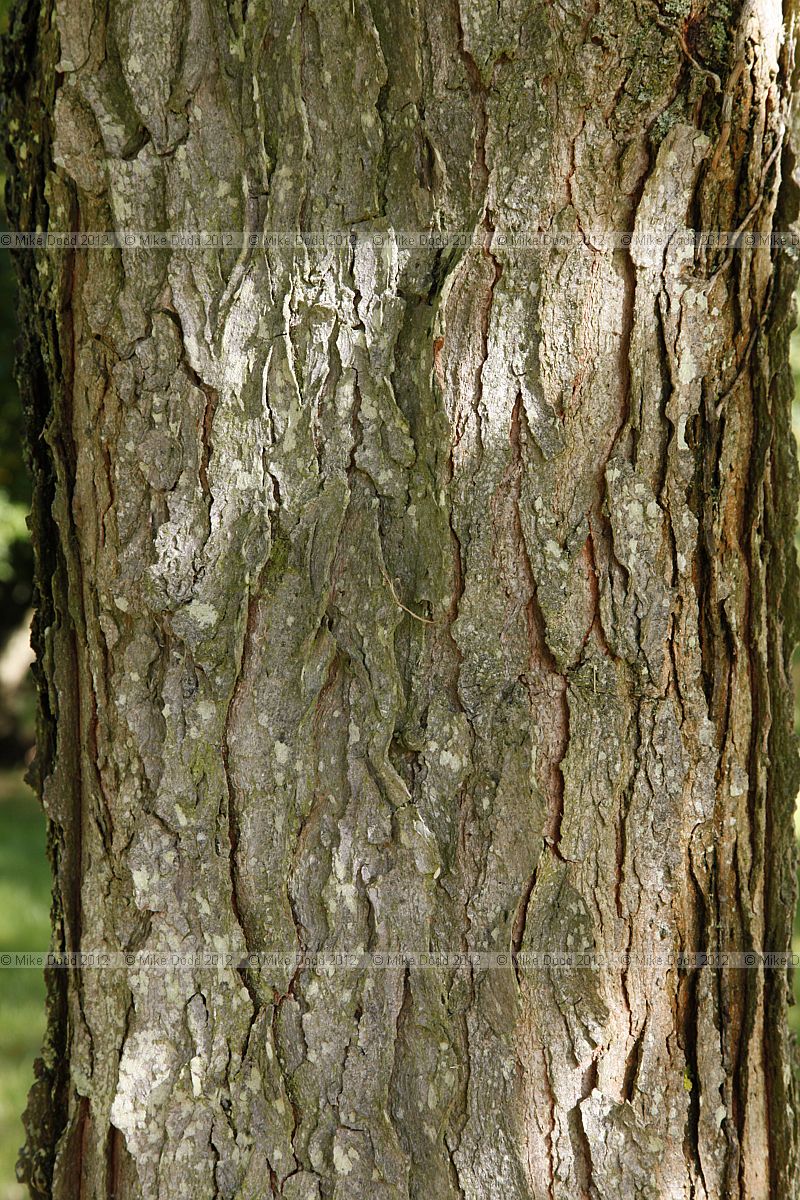 Gymnocladus dioica Kentucky Coffee Tree