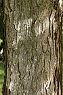 Gymnocladus dioica Kentucky Coffee Tree