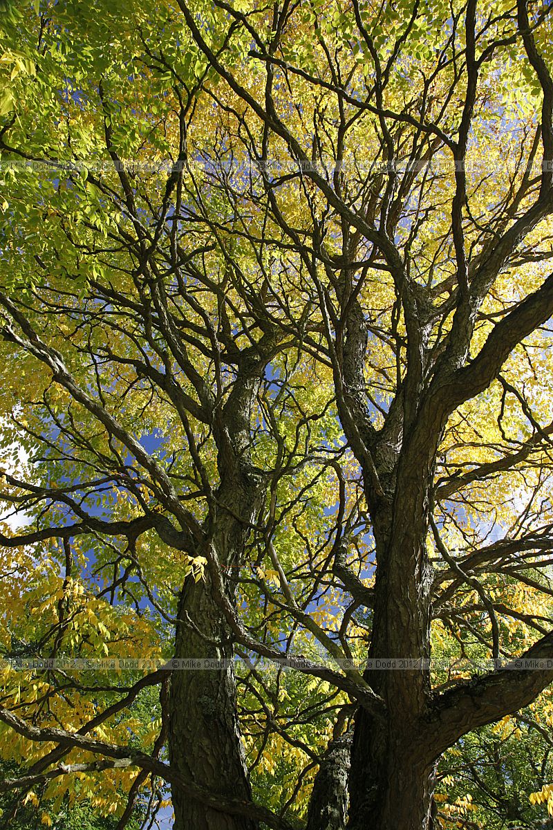 Gymnocladus dioica Kentucky Coffee Tree