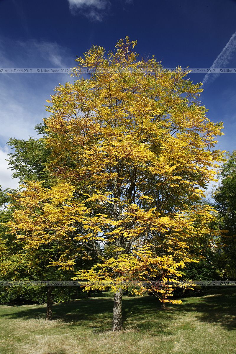 Gymnocladus dioica Kentucky Coffee Tree