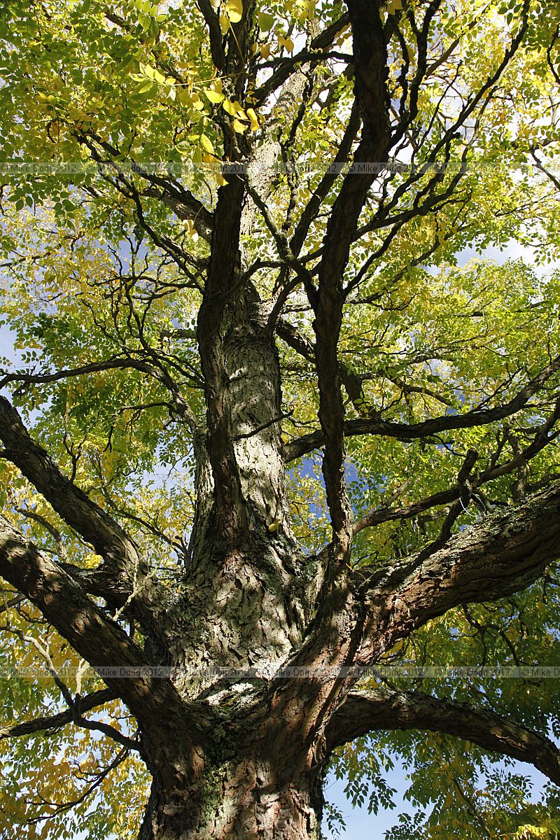 Gymnocladus dioica Kentucky Coffee Tree