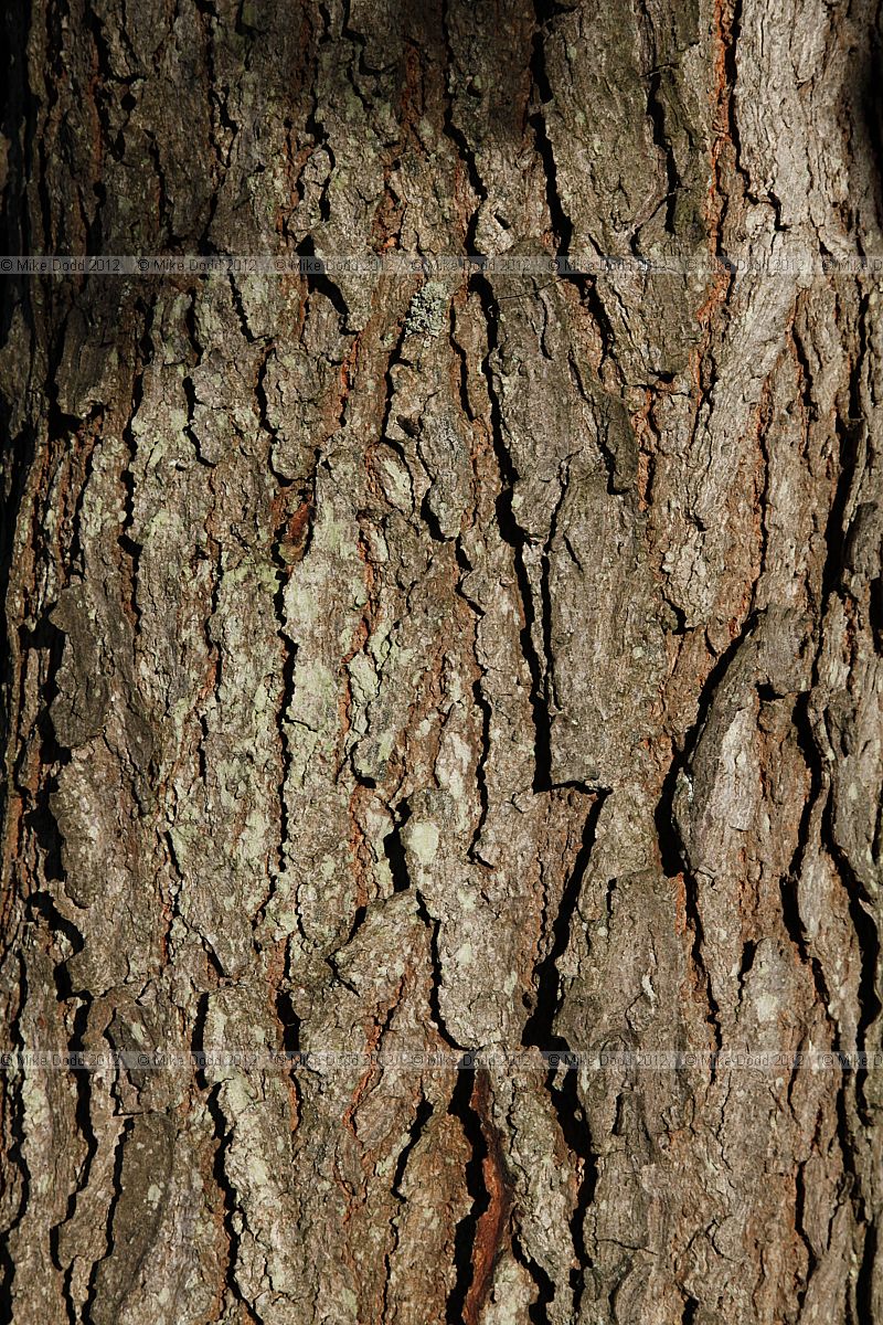 Gymnocladus dioica Kentucky Coffee Tree