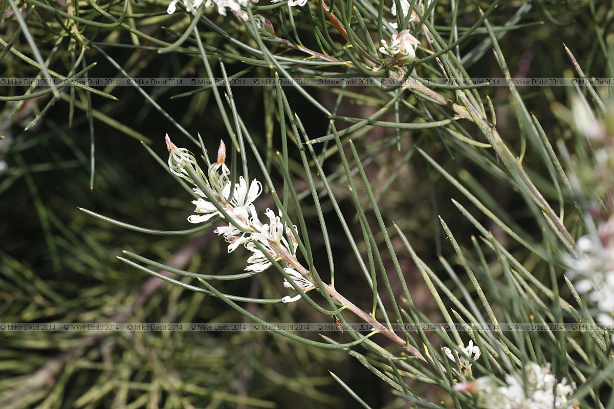 Hakea lissosperma Needle bush