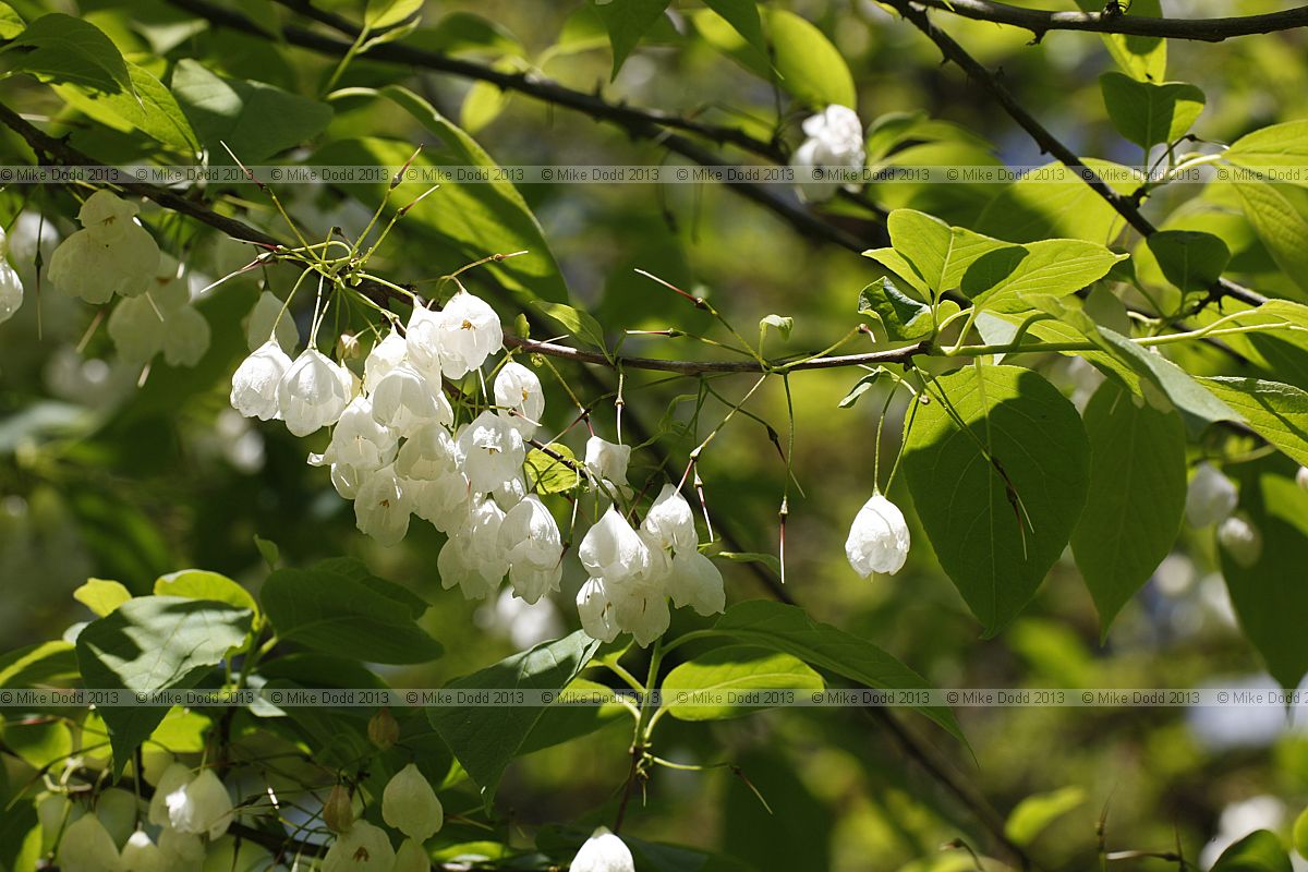 Halesia carolina Carolina Silverbell