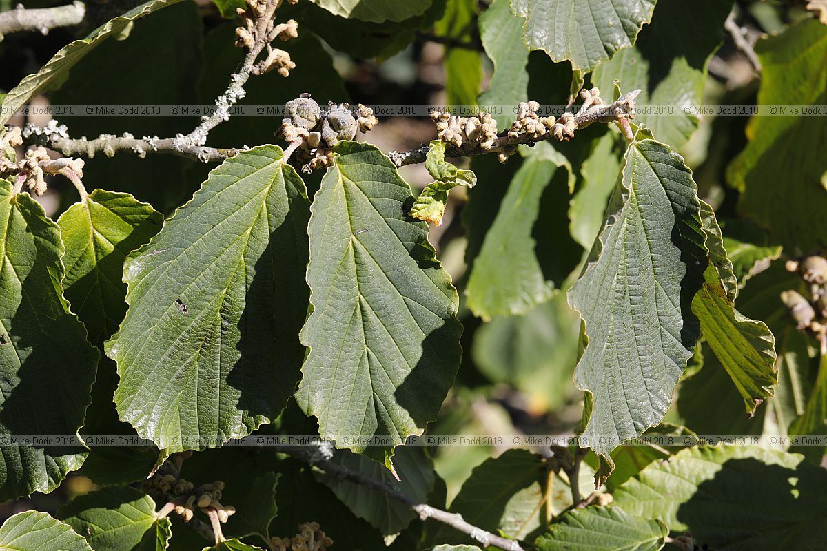 Hamamelis x intermedia