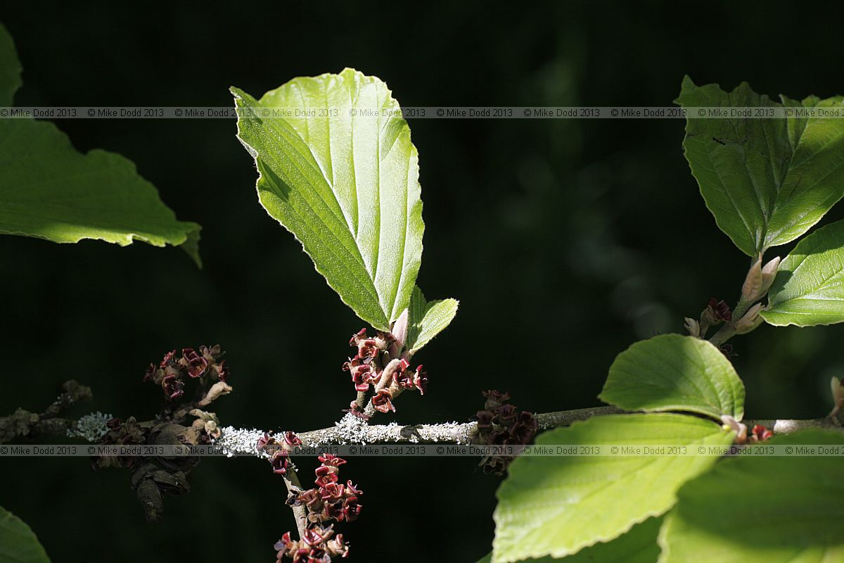 Hamamelis x intermedia 'Jelena' witch hazel