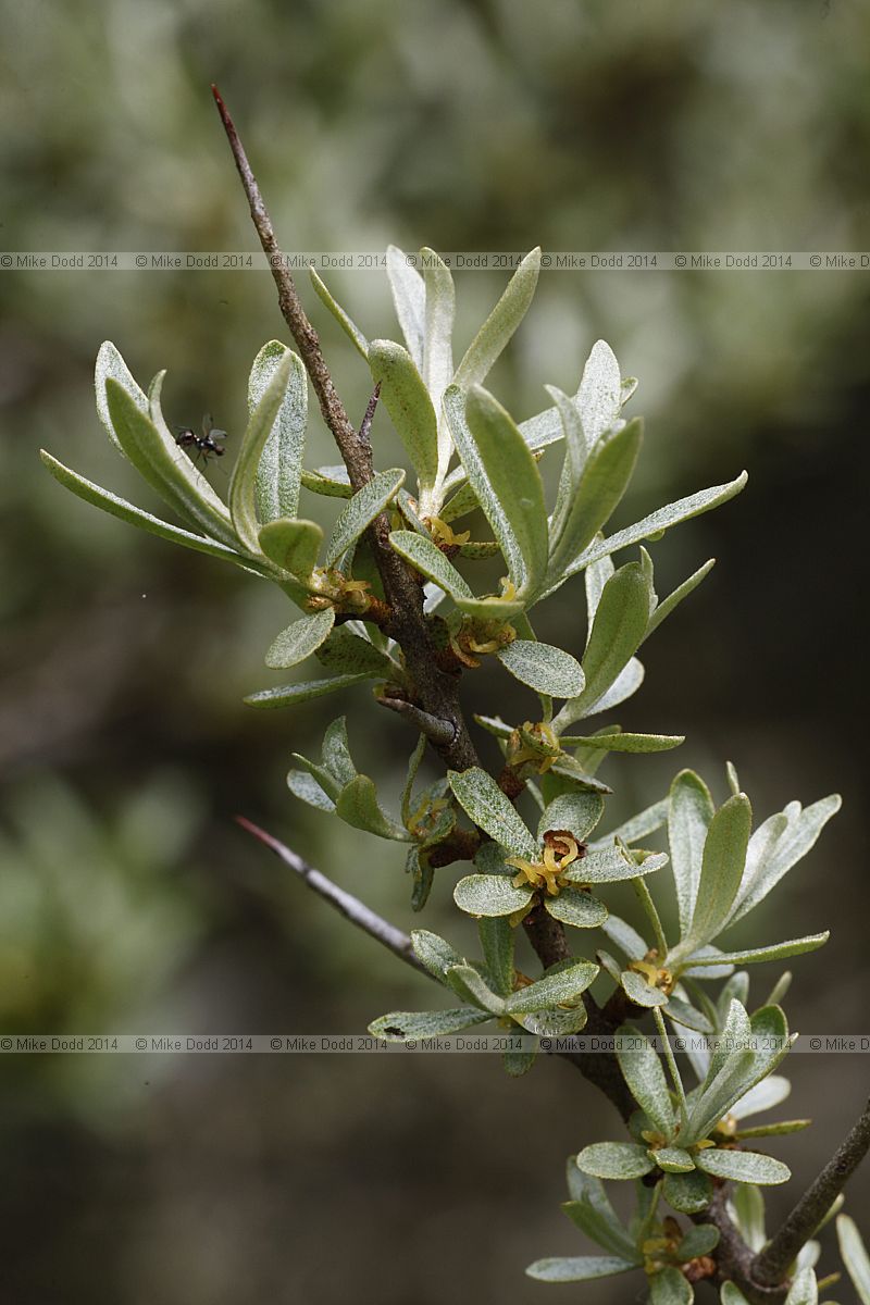 Hippophae rhamnoides Sea buckthorn