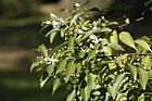 Hoheria angustifolia 'Borde Hill'