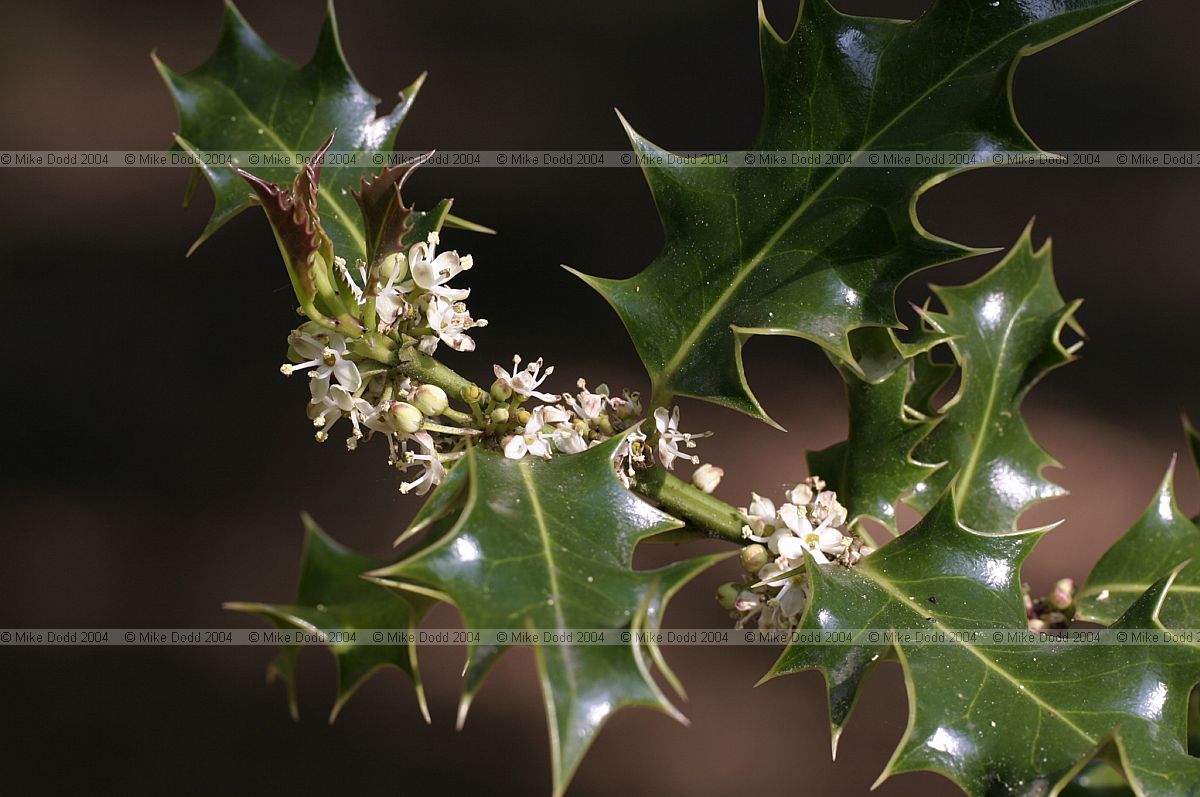 Ilex aquifolium Holly