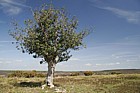 Ilex aquifolium Holly stunted tree against blue sky