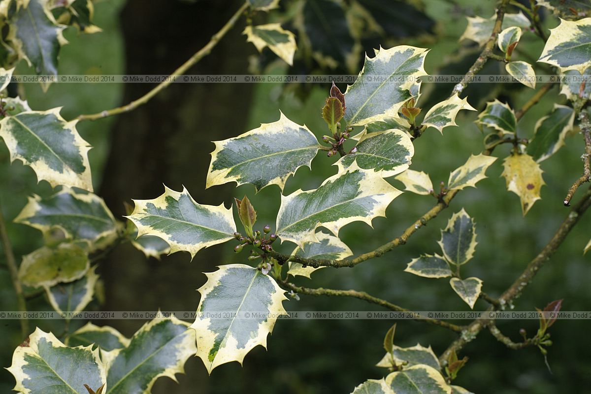 Ilex aquifolium 'Madame Briot'