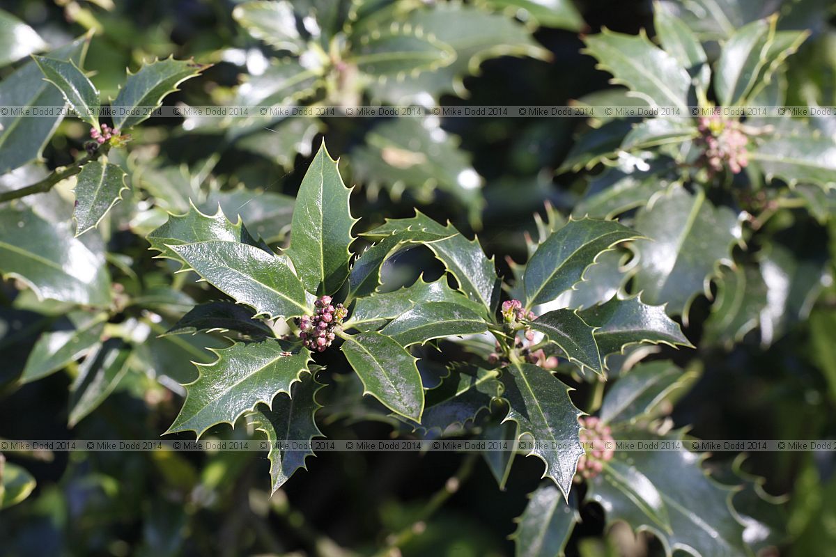 Ilex aquifolium 'Recurva'