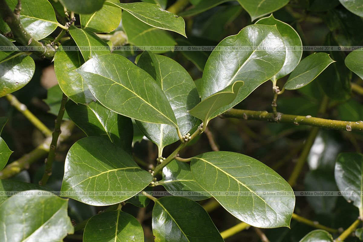 Ilex aquifolium 'Wilsonii'